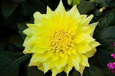 暴雪：PC比主机利润更大 上半年收益12.5亿美元